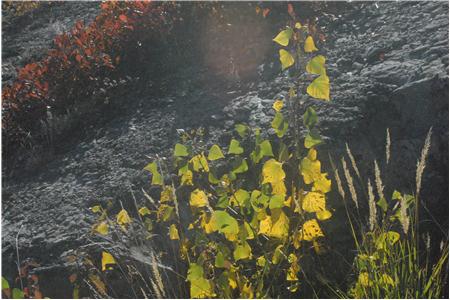 eu2010 663_Small.JPG