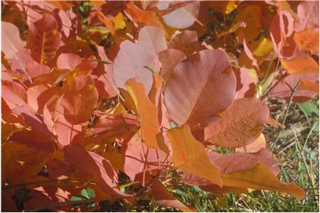 eu2010 683_Small.JPG