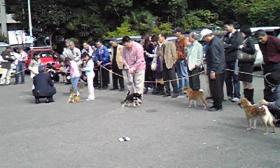 柴犬ちゃん男の子たち