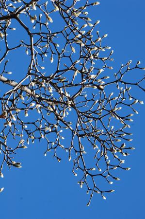 ハクモクレン１