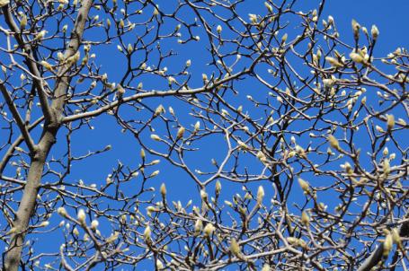 ハクモクレン２