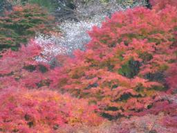 2010四季桜と紅葉.JPG