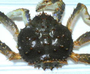 カニ
