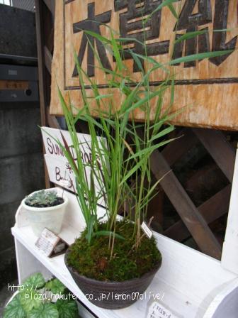 水生植物寄せ植え