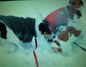 20110213133719.jpg
