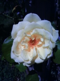 ９月のバラ（白）