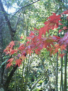 始まりつつある紅葉