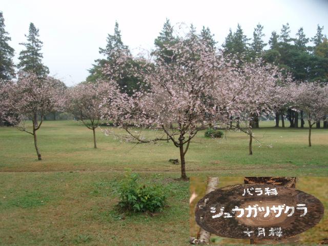 十月桜Ａ