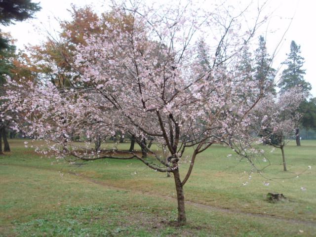 十月桜Ｂ