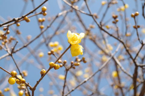 宝登山のろうばい