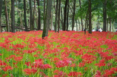 彼岸花