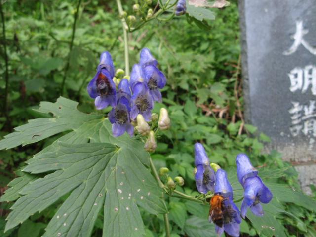 御岳山花C