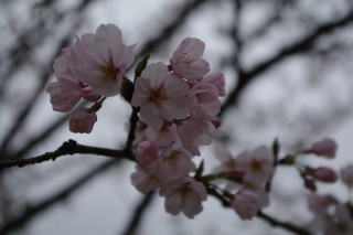 狭山湖桜２０１０