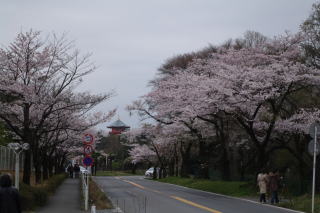 狭山湖桜２０１０