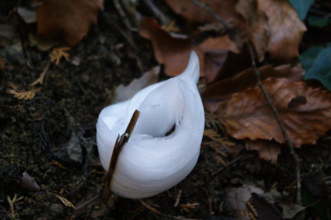 氷の華