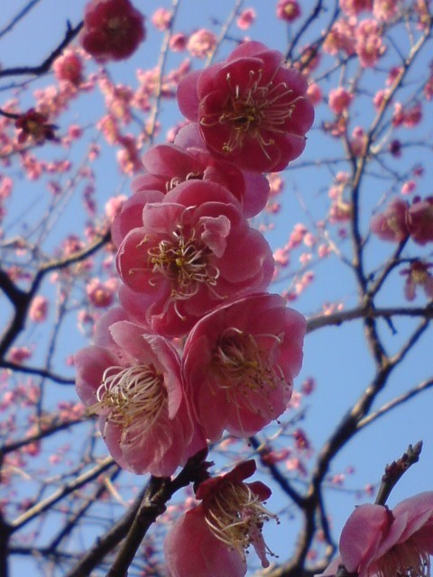 小金井公園-梅-3