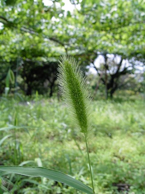20100619植物01