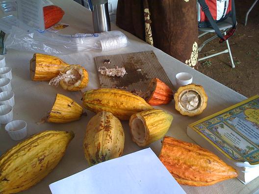 CDDV cacao festival.jpg