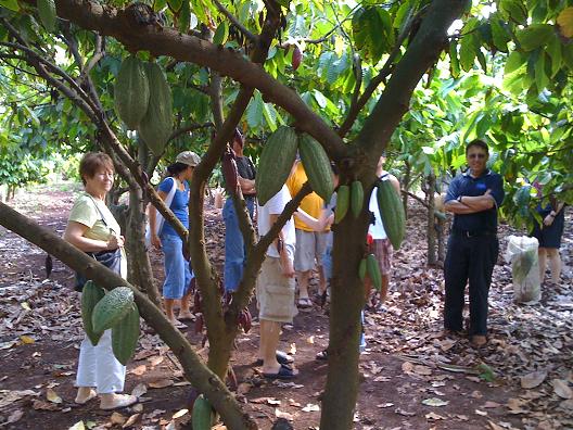 CDDV cacao festival3.jpg