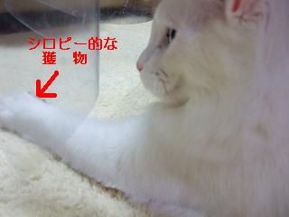 shiropi- 010.jpg