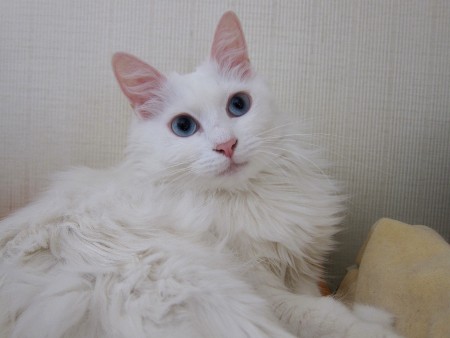 お昼寝中でした。。