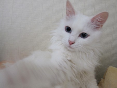 やめてっ(*`・ω・´)
