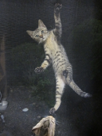 遊びたいのかな？