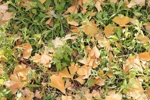 神宮外苑　いちょう落ち葉