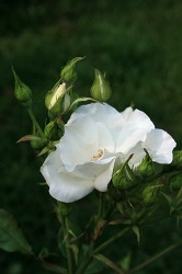 ローズガーデン～白いバラの花♪