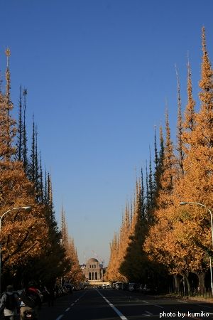 神宮外苑いちょう並木