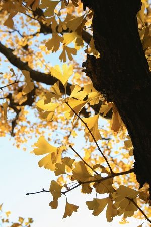 2011.12.12 神宮外苑のイチョウ