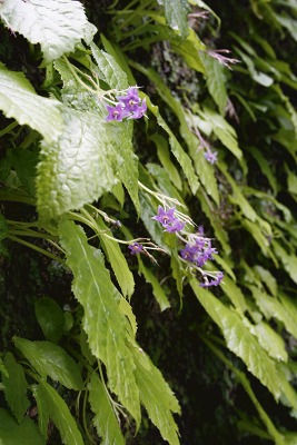 東慶寺　イワタバコ