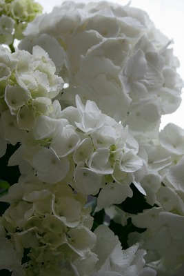 紫陽花