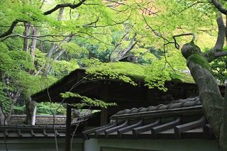 高桐院