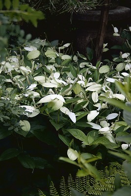 報国寺　半夏生