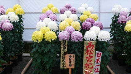 菊花展１