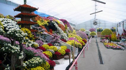 菊花展　特作花壇