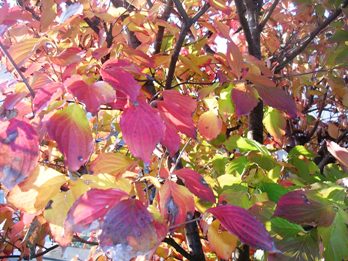20111124-2.JPG