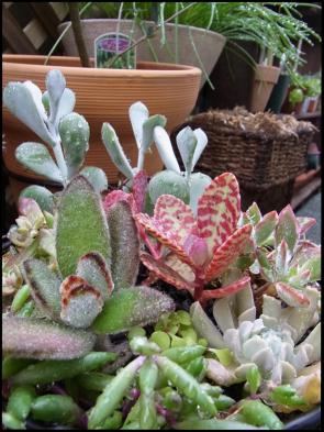 バスケット寄せ植え5
