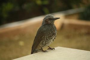 IMG_0925.JPG