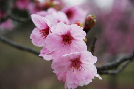 丸山公園の桜２