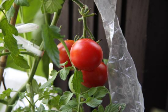 袋栽培のトマト