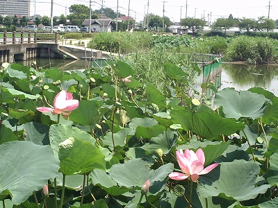 川越　伊佐沼公園の蓮