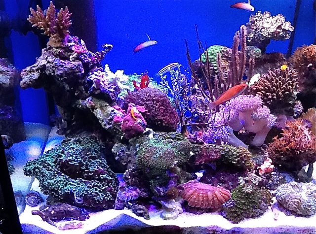 新珊瑚水槽