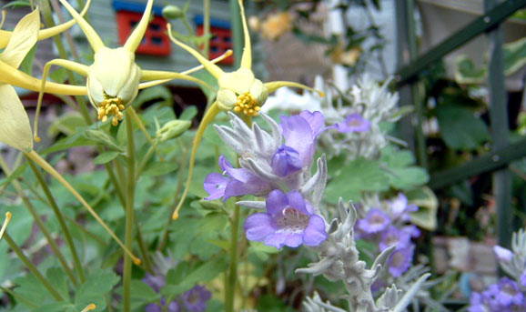 黄色いおだまきとホワイトツリーの花