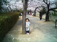 やんちゃ姫と桜