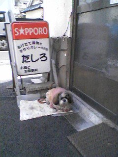 たしろ犬