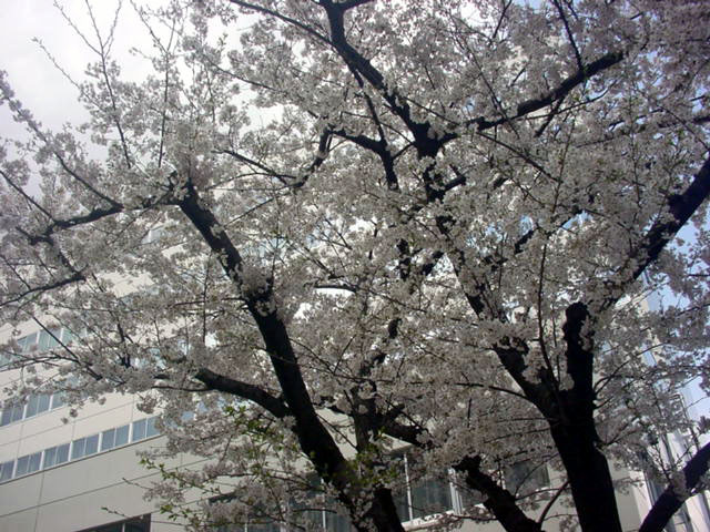 品川税務署の桜２