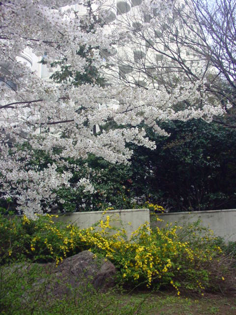 高プリ桜と連翹