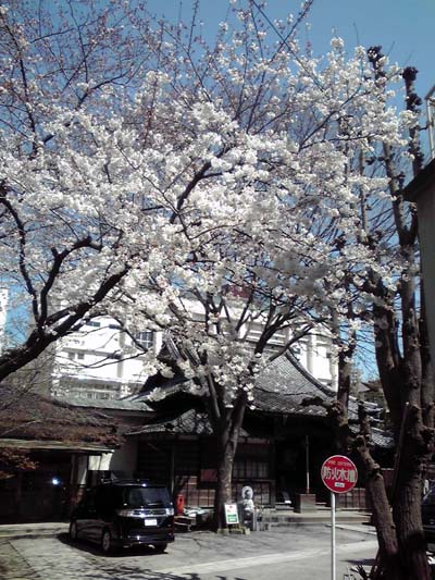 魚藍寺の桜